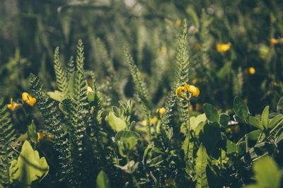 Close-up of insect on flower