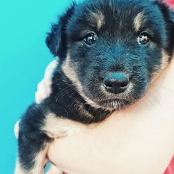 Close-up of hand holding puppy