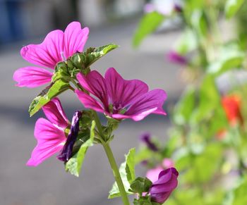 Close-up of butterfly on pink flowers blooming outdoors