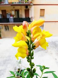 Close-up of yellow flowering plant