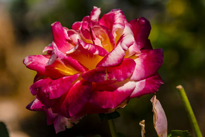 Close-up of pink rose flower
