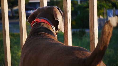 Rear view of dog by railing