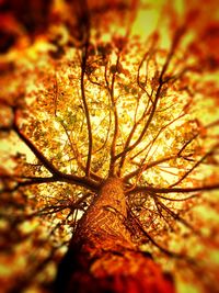 Autumn leaves on tree