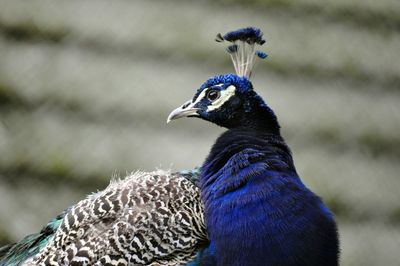 Close-up of peacock