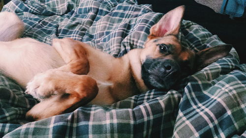 Portrait of dog resting on bed