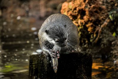 Close-up of an animal