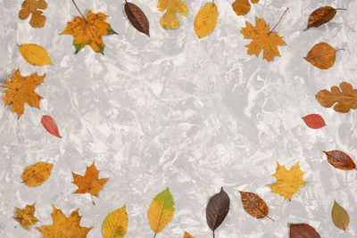 Full frame shot of yellow leaves against white background