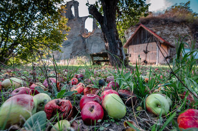 View of apples growing on field