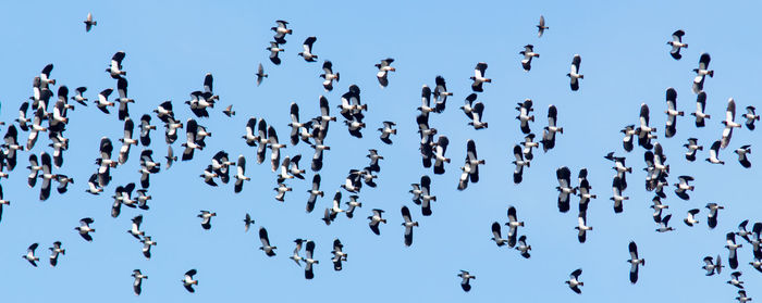 Low angle view of birds flying against clear sky