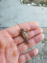 Close-up of hand holding insect