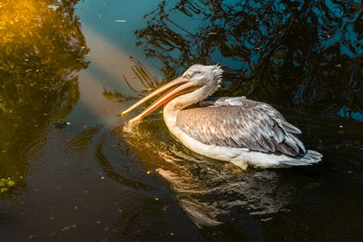 High angle view of duck swimming in lake