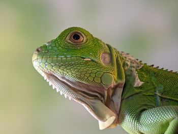 animal themes