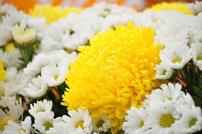 Close-up of yellow flowering plant