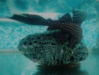 Close-up of fish swimming in sea