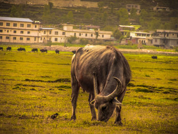 Horse grazing on field