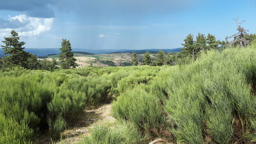 Scenic view of field against sky