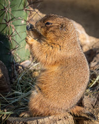 Close-up of squirrel on field