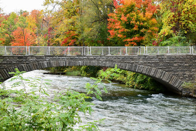 Bridge over river amidst trees in forest