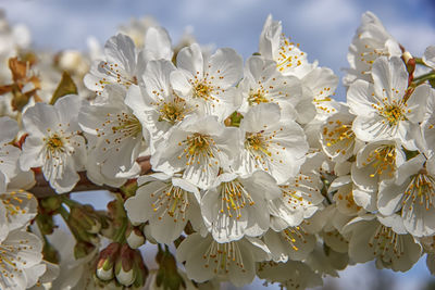 Close-up of white cherry blossoms against sky