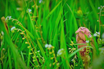 Close-up of grass growing in field