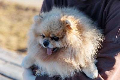 A girl walks with a dog in the park, outdoor recreation with a pet, a portrait with a small puppy