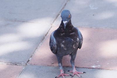 High angle view of pigeon perching on footpath