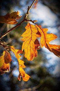 Close-up of autumn leaves against sky