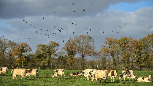 Flock of birds on a field