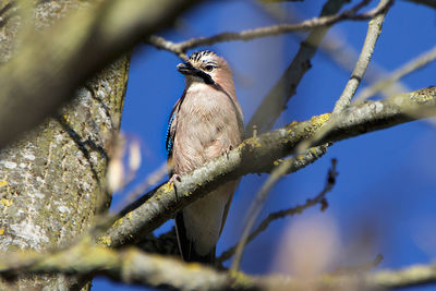 Low angle view of bird perching on branch