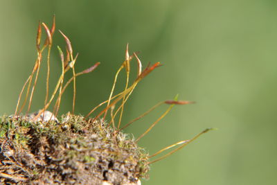 Close-up of caterpillar on plant