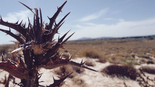 Close-up of dry spiked plant in desert against sky