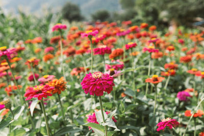 Close-up of red flowering plants on field