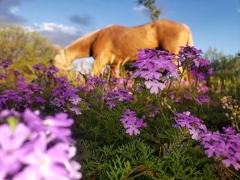 View of purple flowers in field