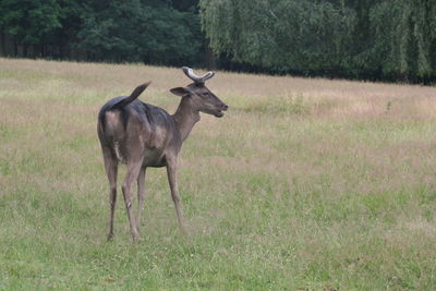 Deer standing on field