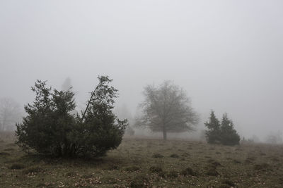 Trees on field against sky