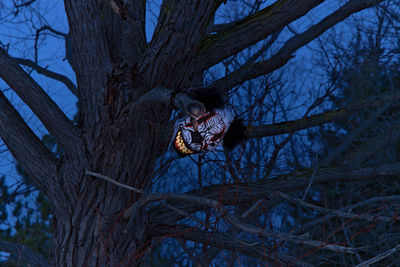 Terrifying scary clown mask with large fangs glows in a spooky tree with at twilight or night. 