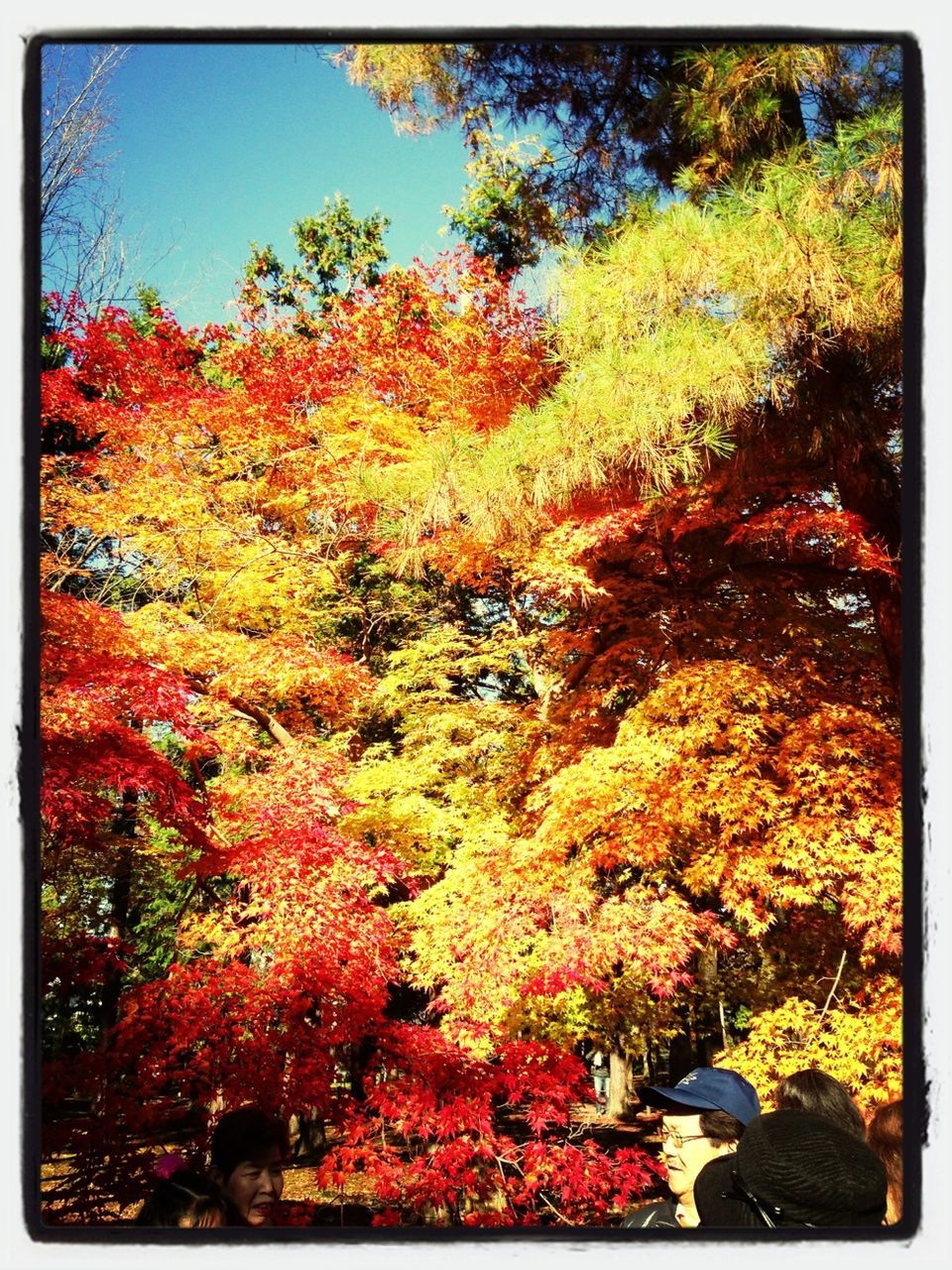 transfer print, tree, autumn, auto post production filter, growth, change, beauty in nature, flower, nature, season, red, tranquility, park - man made space, lifestyles, tranquil scene, leisure activity, scenics, orange color, outdoors