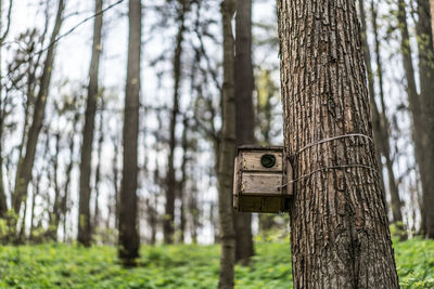 Low angle view of bird house on tree in forest