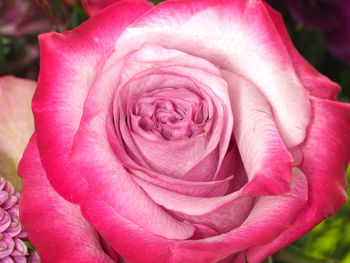 Close-up of pink rose