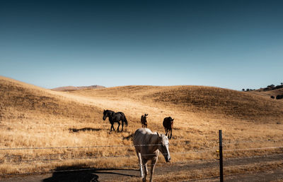 View of two horses on field