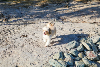 High angle view of dog on beach