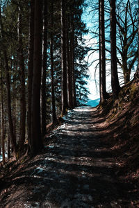 Footpath amidst trees in forest