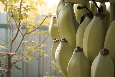 Close-up of fruits and leaves on tree