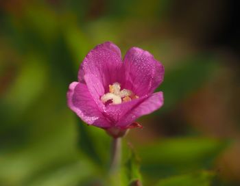 Close-up of pink flowering plant