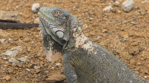 Close-up of lizard