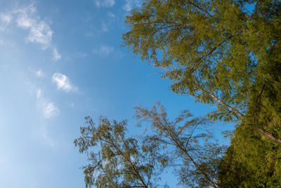Low angle view of trees against sky
