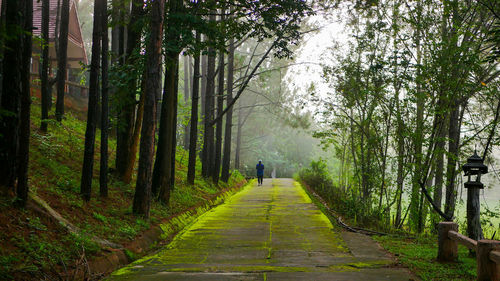 Rear view of footpath amidst trees in forest