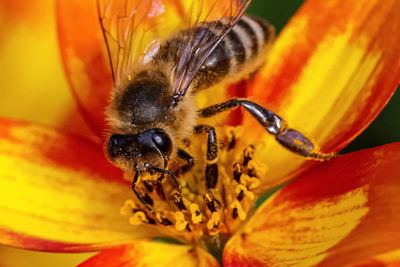 Close-up of bee pollinating on flower