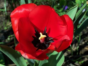 Close-up of red flower