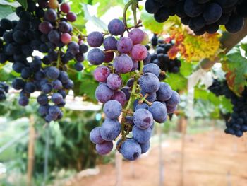 Close-up of grapes growing in vineyard